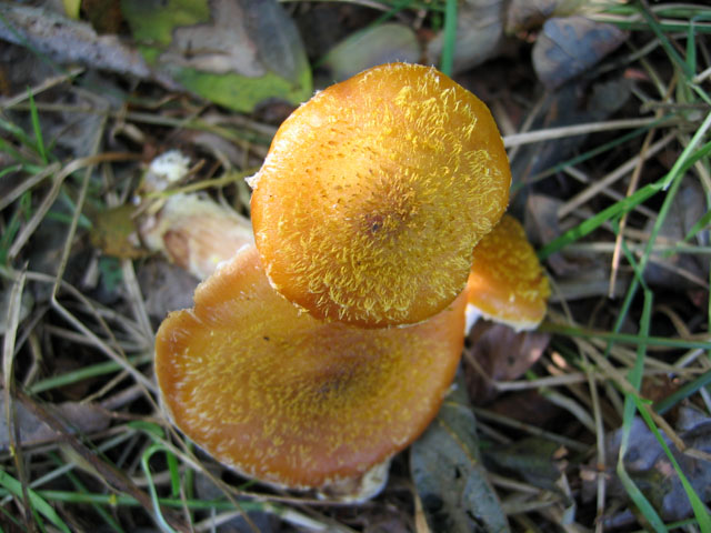 Il Genere Armillaria